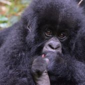  Baby Gorilla (Rwanda)